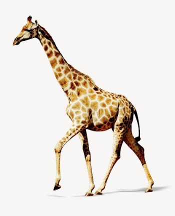 Giraffe collage element, animal design | Free PSD - rawpixel