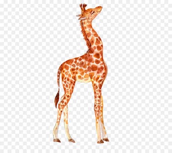 Giraffe, Download, Hippopotamus, Giraffidae PNG