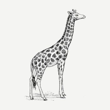 Giraffe drawing clipart, safari animal | Free PSD - rawpixel