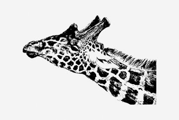 Giraffe drawing, vintage animal, wildlife | Free Photo - rawpixel