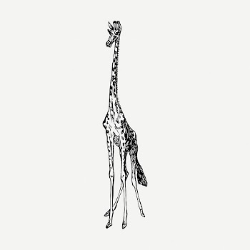 Giraffe drawing, vintage wildlife illustration | Free PSD - rawpixel