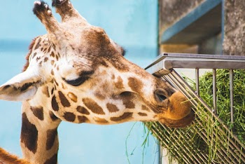 Giraffe Eatting Grasses