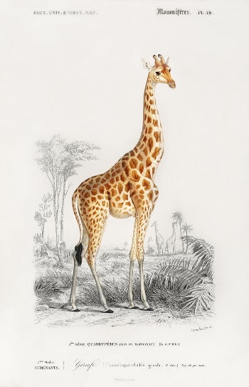 Giraffe (Giraffa camelopardalis) illustration wall | Free Photo Illustration - rawpixel