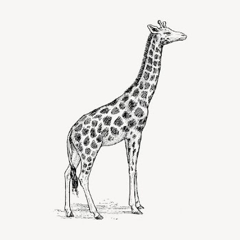Giraffe hand drawn clipart, safari | Free Vector - rawpixel