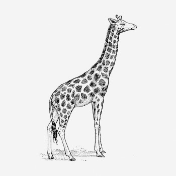 Giraffe hand drawn illustration. Free | Free Photo - rawpixel