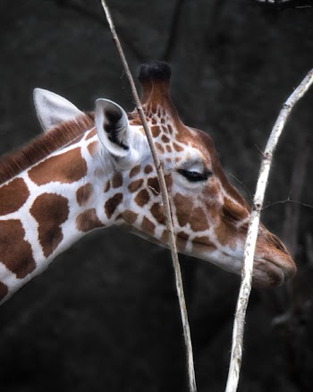 Giraffe Head