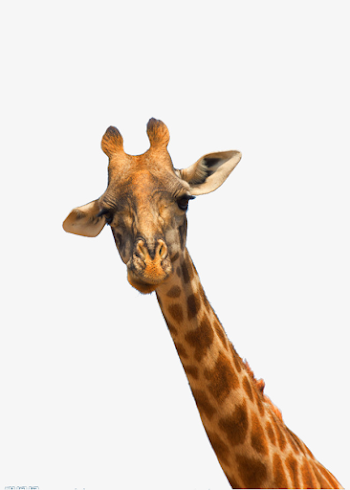 Giraffe Head, Giraffe Clipart, Head Clipart, Nature PNG Image and ...