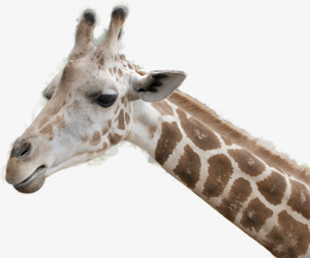 Giraffe Head, Giraffe Clipart, Head Clipart, Yellowish Brown PNG ...