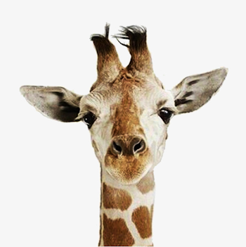 Giraffe Head, Head Clipart, Giraffe Clipart, Giraffe PNG Image and ...