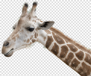 Giraffe head png 1 » PNG Image