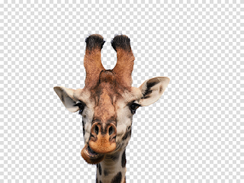 Giraffe head png 4 » PNG Image