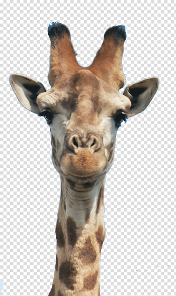 Giraffe Head PNG HD Transparent Giraffe Head HD.PNG Images. | PlusPNG