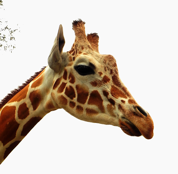 Giraffe Head PNG HD Transparent Giraffe Head HD.PNG Images. | PlusPNG