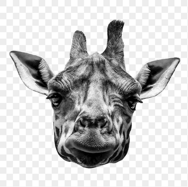 Giraffe head png sticker, wild | Free PNG - rawpixel