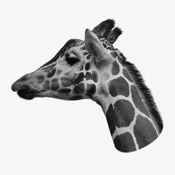 Giraffe head sticker, wild animal | Free PSD - rawpixel