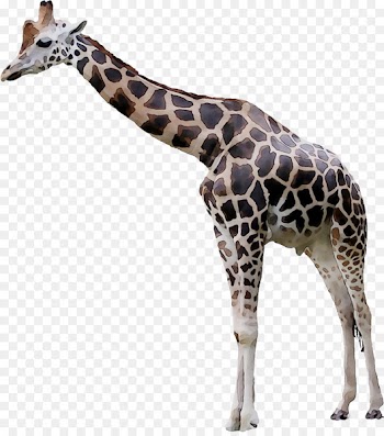 Giraffe Image Translation Video Games Tutorial -  