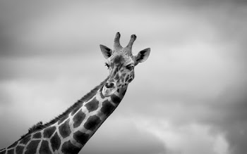 Giraffe In Greyscale Photo
