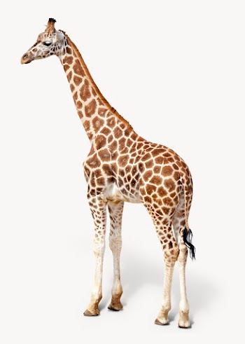 Giraffe  isolated on off white | Free Photo - rawpixel