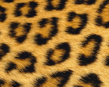 Giraffe Leopard Skin Animal Fur, leopard transparent background PNG clipart