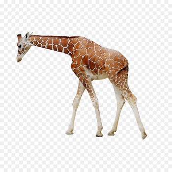 Giraffe /m/083vt Neck Fauna Terrestrial animal -  