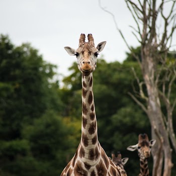 Giraffe Near Green Leaved Tress Shallow Focus Photograph during Daytime
