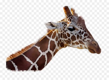Giraffe, Neck, Fauna, Giraffidae PNG