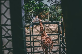 Giraffe on Black Metal Cage