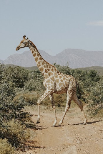 Giraffe. Original public domain image | Free Photo - rawpixel