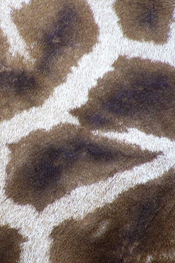 Giraffe pattern, close up animal | Free Photo - rawpixel