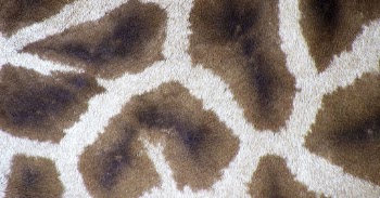 Giraffe pattern, close up animal | Free Photo - rawpixel