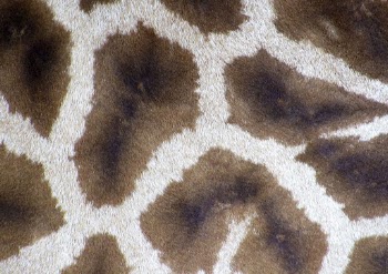 Giraffe pattern, close up animal | Free Photo - rawpixel