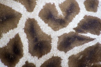 Giraffe pattern texture, animal close | Free Photo - rawpixel