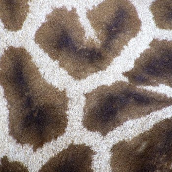 Giraffe pattern texture, animal close | Free Photo - rawpixel