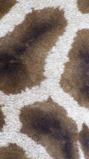 Giraffe pattern texture phone wallpaper, | Free Photo - rawpixel