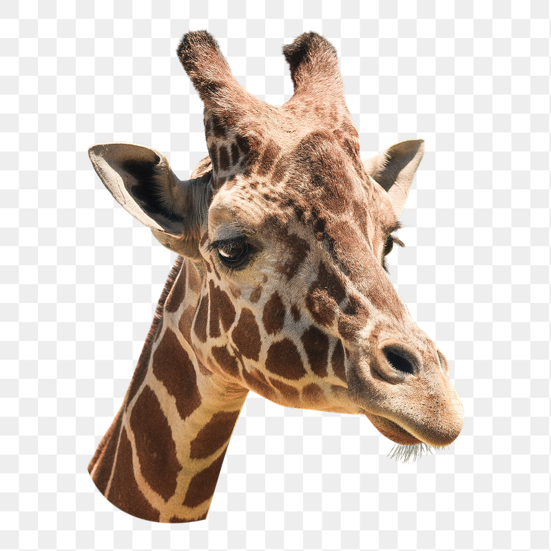 Giraffe png animal, transparent background | Free PNG - rawpixel