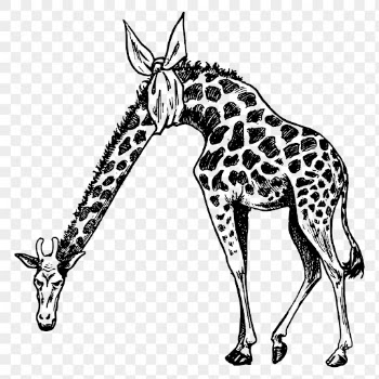 Giraffe png clipart, hand drawn | Free PNG - rawpixel