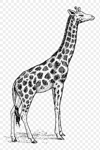 Giraffe png clipart, safari animal | Free PNG - rawpixel