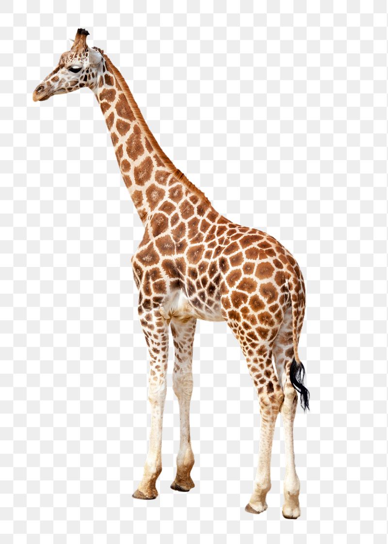 Giraffe  png sticker, transparent | Free PNG - rawpixel