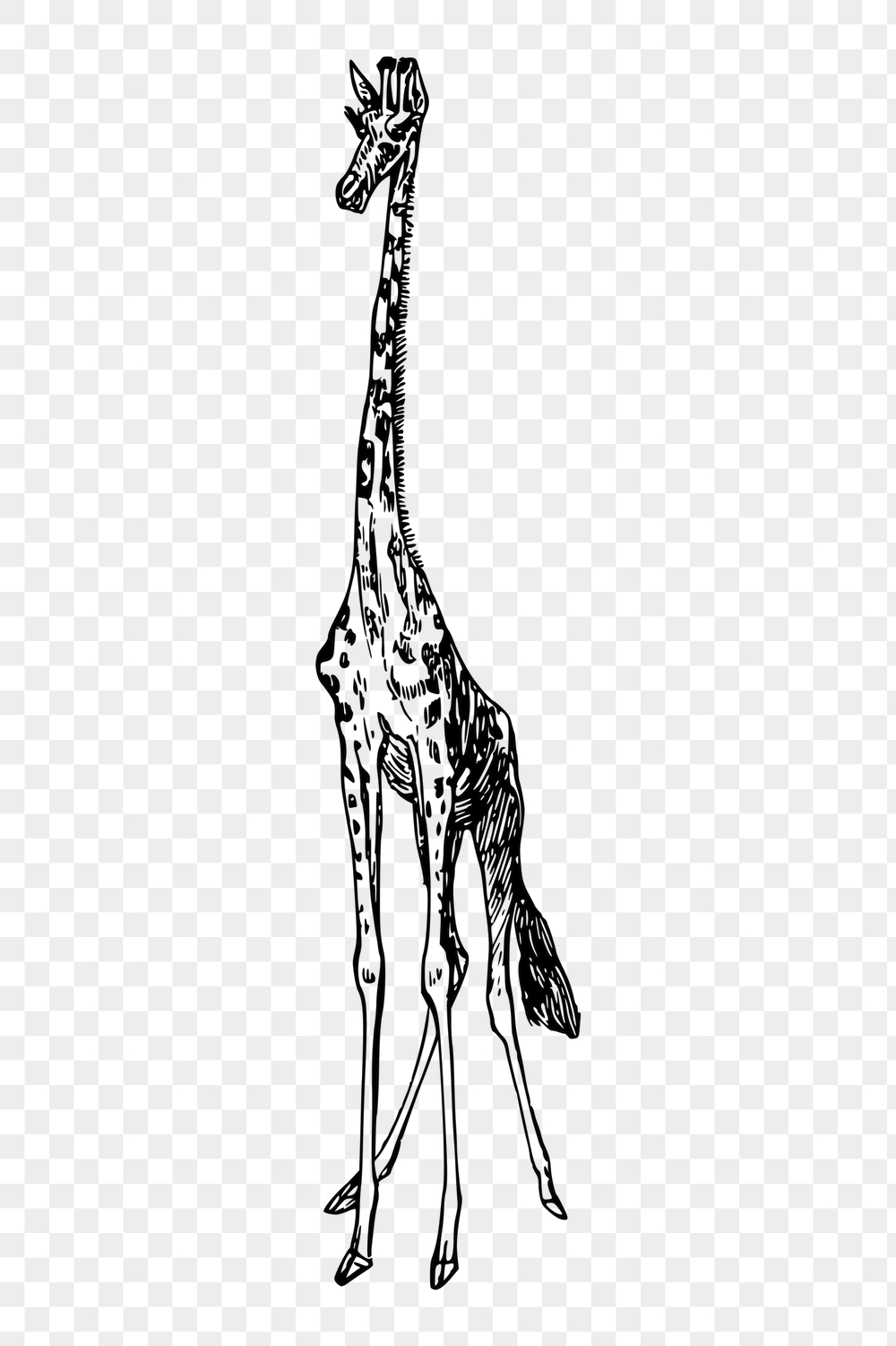Giraffe png sticker, vintage animal | Free PNG - rawpixel