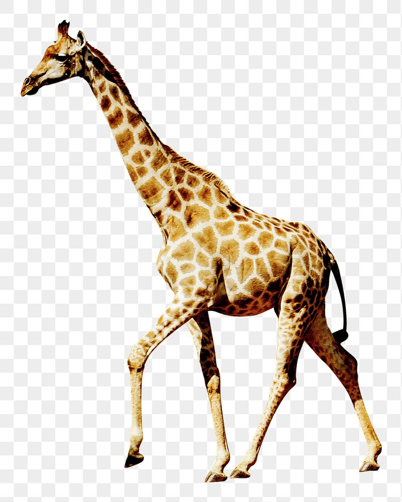 Giraffe png sticker, wild animal | Free PNG - rawpixel