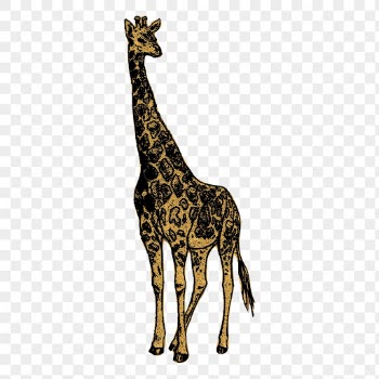 Giraffe png, wild animal sticker | Free PNG - rawpixel
