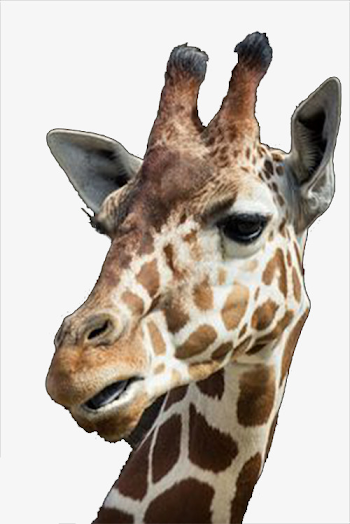 Giraffe's Head, Head Clipart, Spot, Brown PNG and PSD File for ...
