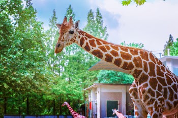 Giraffe Standing Under Trees