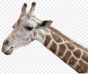 giraffe terrestrial animal giraffidae wildlife head
