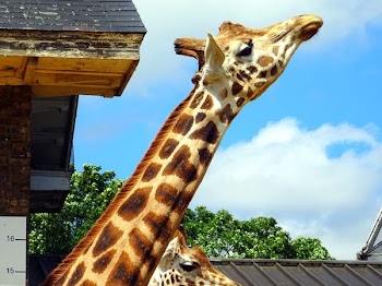 Giraffe Under Sunny Sky