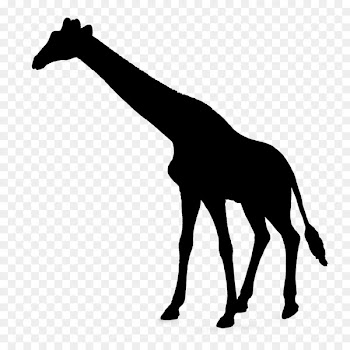 Giraffe Vector graphics Royalty-free Photograph Illustration -  