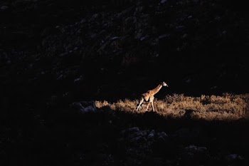 giraffe walking on wild bushes