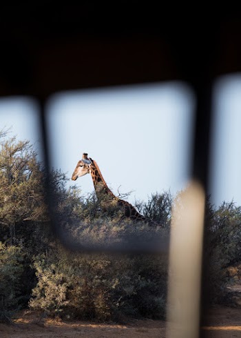 Giraffes Head