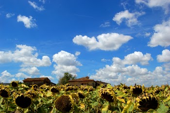 girasoli-maturi.jpg
