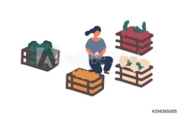 Girl collecting harvest in containers flat vector illustration
